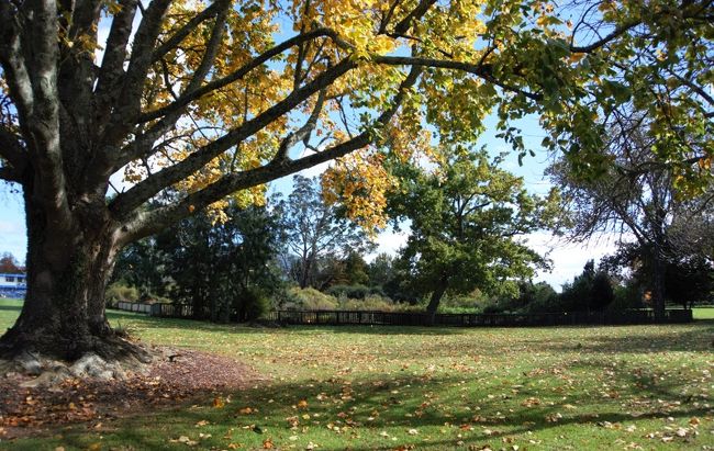 風が吹くと葉っぱが風に乗りさらさらと落ちてきました。
