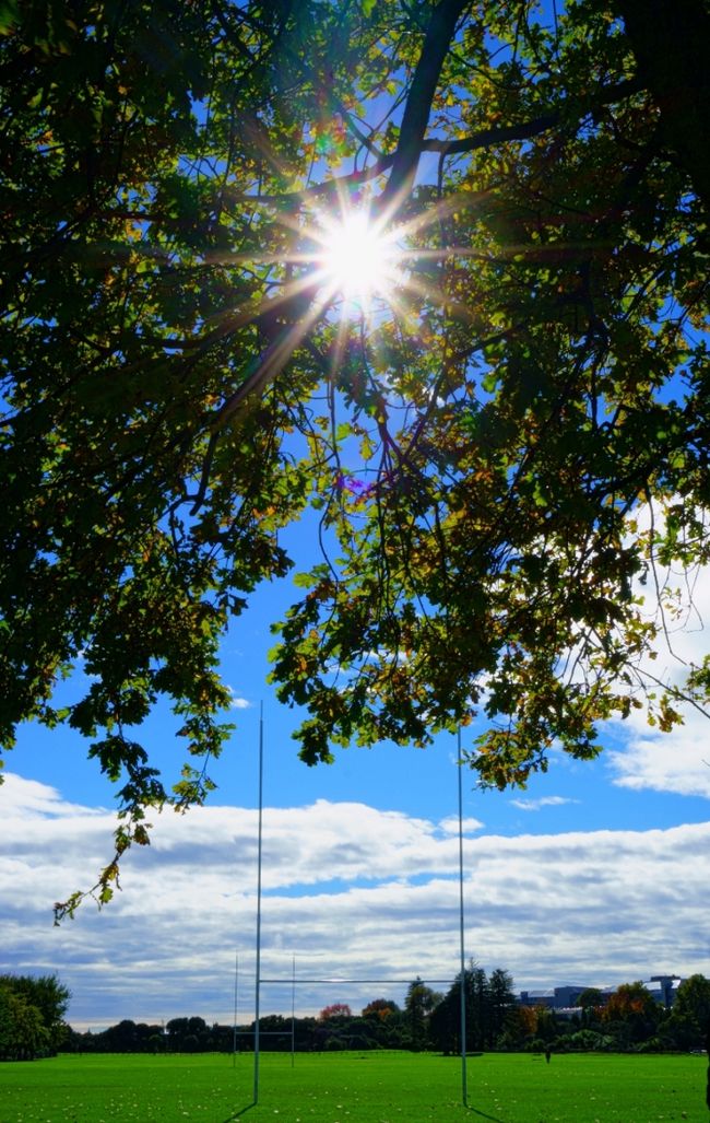 公園にはラグビーの練習場もありました。<br />さすがニュージーランド、普通にありそうです。<br /><br />ちょうどそこへ太陽のラグビーボールが<br />トライを決めてコンバージョン<br />2点追加！