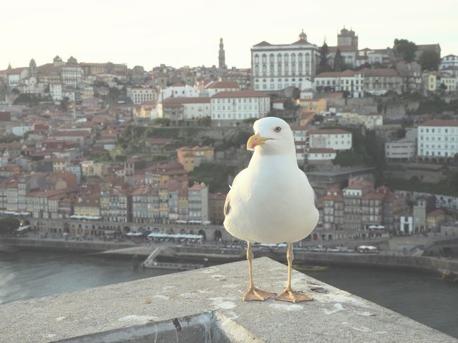 ジャルディン・ド･モーロ駅近くのモーロ庭園からの眺め。<br />餌をもらえるのか海鳥がいます。