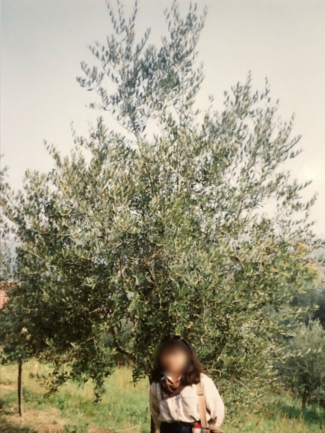 オリーブの木