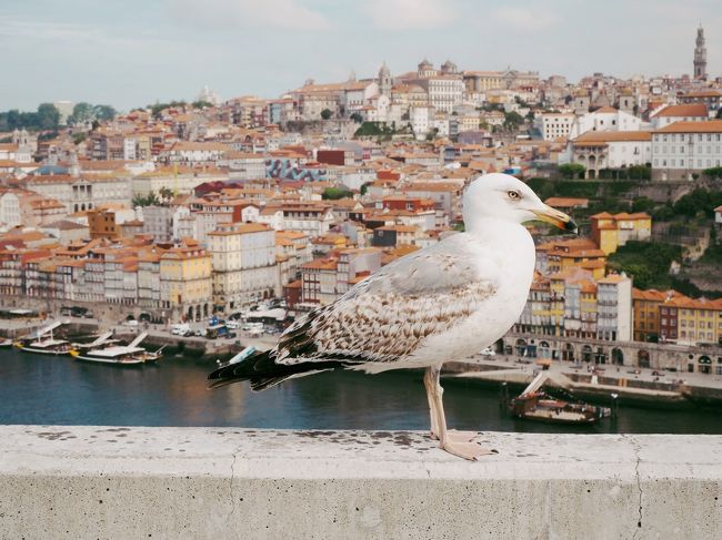 モーロ庭園にもう一度行きたくて戻って来ました。<br />今日も海鳥が先客。