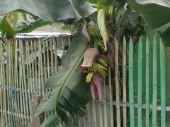 東ティモールのクリストレイに向かう前、近くの住宅街に行きました。

至る所に果物がなっています。

写真のように、バナナの実もなっています。