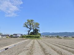 特別史跡・本薬師寺跡にふらっとちょっとお立ち寄り

真夏のホテイアオイが咲く頃にしか来たことが無いので
今の時期はどんな感じなのかな？

あれ？ もうそろそろ水が張られてるって思ったんだけど…