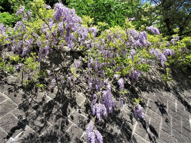 コロナウイルス影響で人の少ない場所を探して 山藤 の花に癒されました 尾瀬檜枝岐温泉 木賊温泉 福島県 の旅行記 ブログ By ごまさん フォートラベル