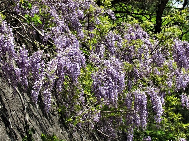 コロナウイルス影響で人の少ない場所を探して 山藤 の花に癒されました 尾瀬檜枝岐温泉 木賊温泉 福島県 の旅行記 ブログ By ごまさん フォートラベル