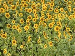 長野を抜けて山梨の明野ひまわり畑へ。
一面の向日葵と大量の人です。駐車場は畑の前にあるので移動は楽です。