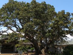 蓮着寺、樹齢1000年のヤマモモの木