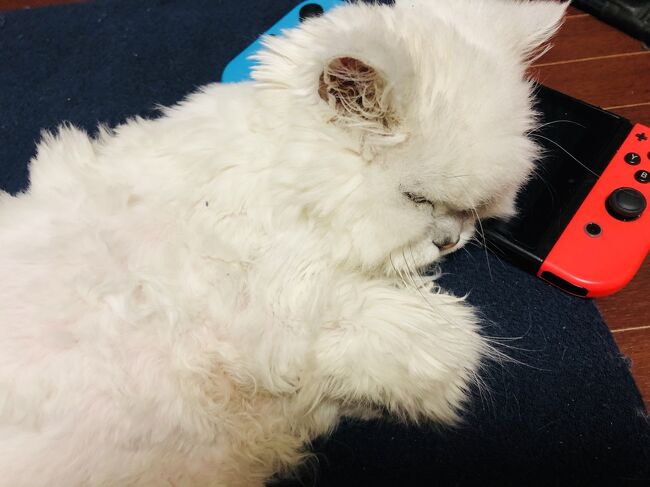 チャイナエアラインはHPを見ると毎日20日先の各空港からの台北行きが欠航になったか発表して、ここはさすがのFSC、私が読み解く限り全額返金のようです。<br /><br />今回の焦点はGW時期のバリへの飛行機代です。<br />通常の時期なら台湾でもタイでも何往復もできる額です。<br />コロナが終息するころには新婚旅行気分もなくなるでしょう。<br />ご存知の方もいらっしゃると思いますが、私たちは結婚前からあちこち行ってはおりますが、ハネムーンノリがなくなったら贅沢ホテルに泊るのでしょうか。。。<br />ともかく、ここまでいろいろご助言いただいた方ありがとうございました！<br /><br />というか、1年後には本当にすべてが終息しているのでしょうか。。。<br />何ヶ月も前から東南アジアの人たちから日本人は気が付かれないところで「汚染国から来た認識の甘い国の人」と差別を受けています。<br />1年後にコロナはなくなっているのでしょうか。<br />一度受けた差別はそんなに簡単に払拭できるのでしょうか。。。<br /><br />世界中の東アジア人への差別がなくなりますように。