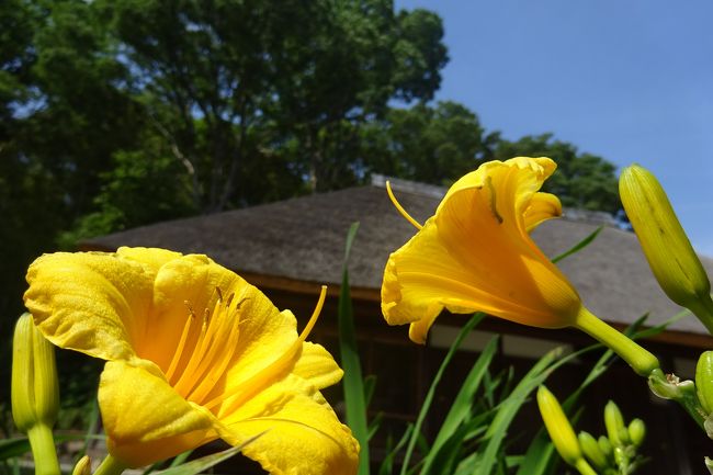 馬場花木園散歩 ５月の花 45種 横浜 神奈川県 の旅行記 ブログ By Takeおじさん フォートラベル