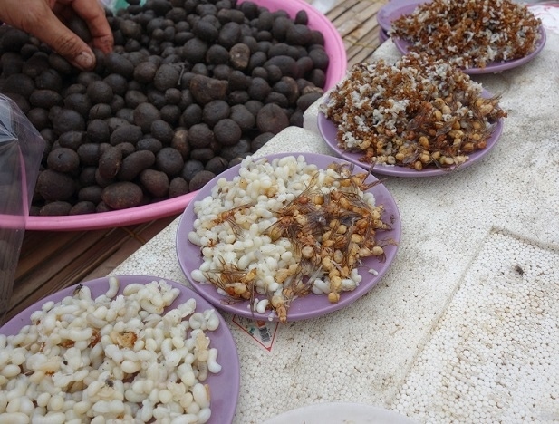 赤蟻の卵と幼虫