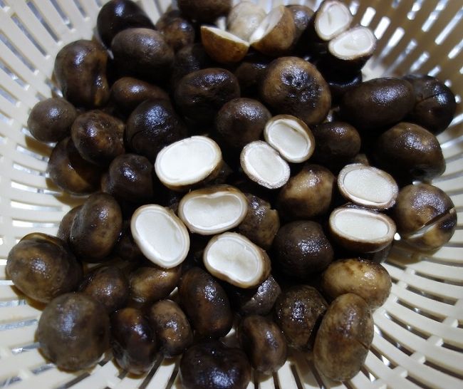 17：02　ヘッド.ポォ　（ツチグリ）お買い上げ～