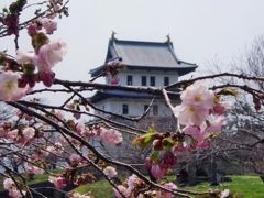 松前城もこの時季は美しい桜色に彩られます。