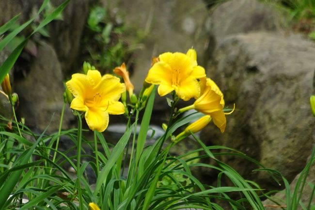 馬場花木園散歩 ５月の花 45種 横浜 神奈川県 の旅行記 ブログ By Takeおじさん フォートラベル