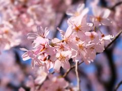 僕も毎年桜が咲く時期には、どこかしらの桜を見に行くんですが、１回だけ、テンションが上がらずブルーな気分になった花見があります。まあ、人が聞けば「そんな大した話じゃなかろう」と言われるでしょうが、それは大学受験に失敗し浪人が決まった年の４月、千鳥ヶ淵での話です。