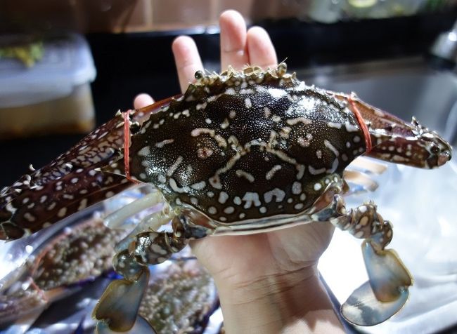 かなり大きいオス蟹です。