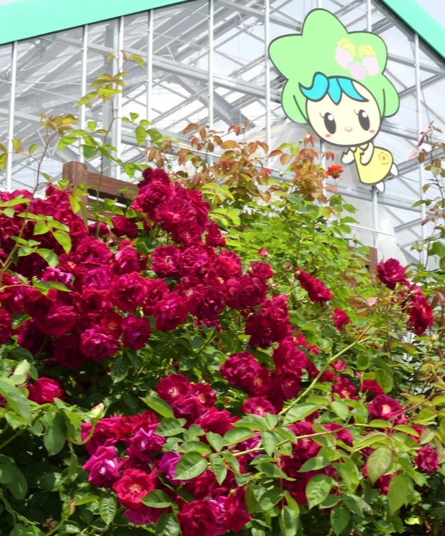 とちぎ花センター のバラ 見頃が続いていました 栃木市 岩舟町 栃木 壬生 都賀 栃木県 の旅行記 ブログ By Minamicazeさん フォートラベル