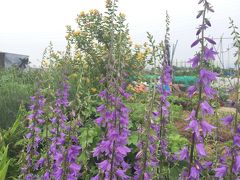 ご近所の田んぼもすっかり水田になり、季節の花も移り変わりが早い！