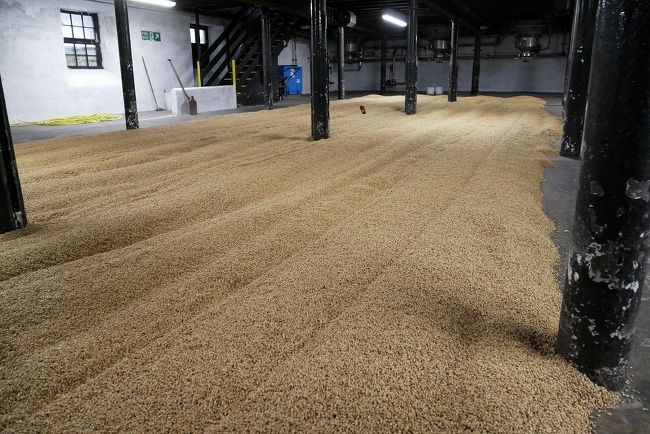 フロアモルティングされた麦芽たち。テニスコート2面分の広さに広がっています。
