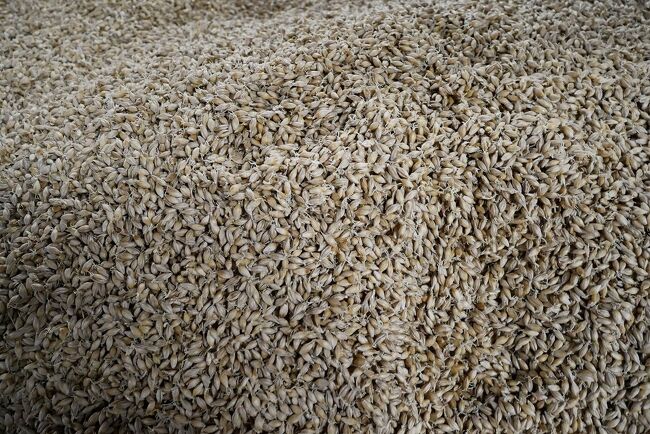 大麦が発芽しています。全体的にしっとりした感じになっています。当然、フロアモルティングも体験できます。