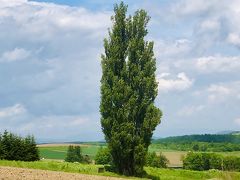 ケンとメリーの木

ポプラは数10年から100年で老木となり倒れやすくなるとのこと
（ウイキより！）