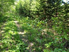 登山の帰りに道路脇の山ウドを収穫。