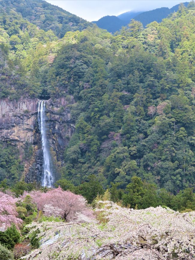 リベンジ和歌山 4 那智の滝は高低差がすごいなあ 和歌山県の旅行記 ブログ By M Koku1さん フォートラベル リベンジ和歌山 4 那智の滝は高低差がすごいなあ 和歌山県の旅行記 ブログ By M Koku1さん フォートラベル