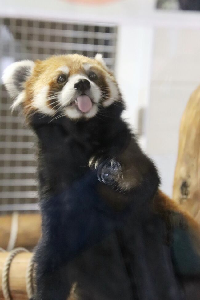 車で３度目の羽村市動物公園 夏日だけど涼しくなった夕方１時間半の滞在 レッサーパンダのソラちゃんメイン 福生 武蔵村山 東京 の旅行記 ブログ By まみさん フォートラベル