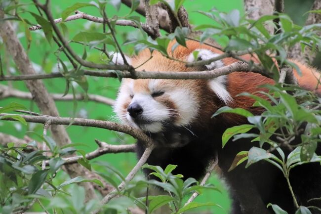 車で３度目の羽村市動物公園 夏日だけど涼しくなった夕方１時間半の滞在 レッサーパンダのソラちゃんメイン 福生 武蔵村山 東京 の旅行記 ブログ By まみさん フォートラベル