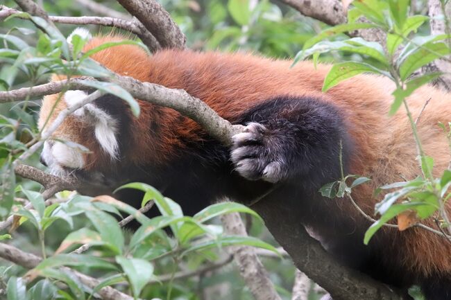 車で３度目の羽村市動物公園 夏日だけど涼しくなった夕方１時間半の滞在 レッサーパンダのソラちゃんメイン 福生 武蔵村山 東京 の旅行記 ブログ By まみさん フォートラベル