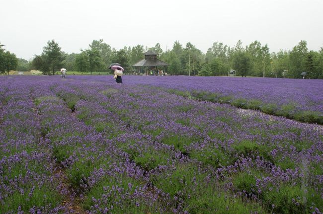 2009年 走って帰る北海道 ２ 富良野 北海道 の旅行記 ブログ By Chiaki Kさん フォートラベル