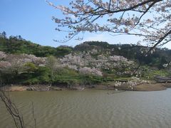 ダム湖の周りに桜がいっぱいでした。