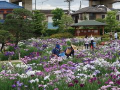 花菖蒲管理者さま達の管理が良い....素晴らしい花菖蒲。