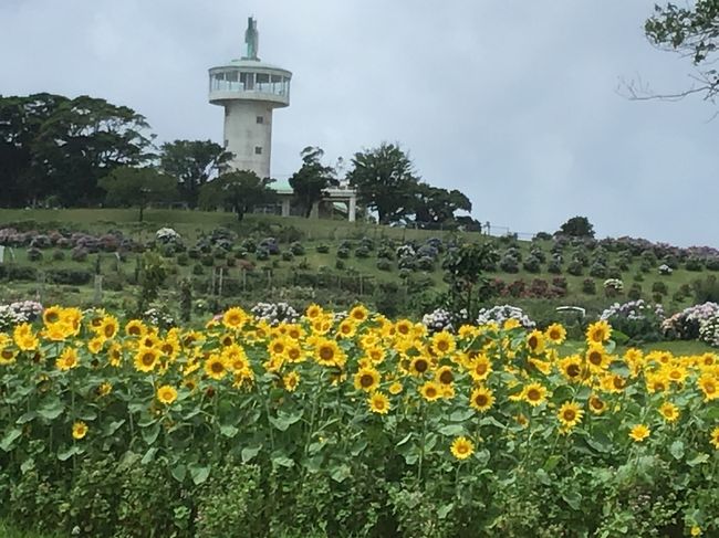 かのやバラ園のあじさいと向日葵を見てみよう 大隅半島 鹿屋 垂水 志布志 肝属 鹿児島県 の旅行記 ブログ By かよちゃんさん フォートラベル