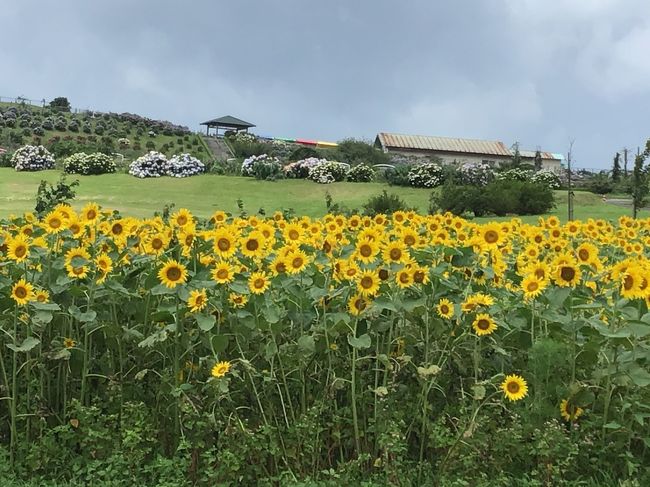 かのやバラ園のあじさいと向日葵を見てみよう 大隅半島 鹿屋 垂水 志布志 肝属 鹿児島県 の旅行記 ブログ By かよちゃんさん フォートラベル