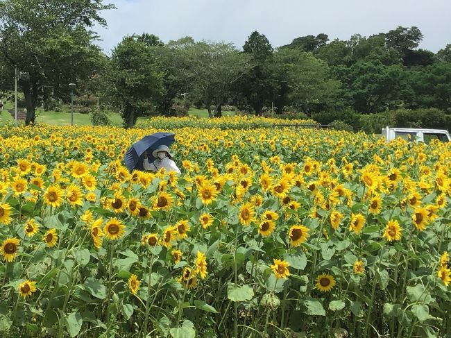 かのやバラ園のあじさいと向日葵を見てみよう 大隅半島 鹿屋 垂水 志布志 肝属 鹿児島県 の旅行記 ブログ By かよちゃんさん フォートラベル