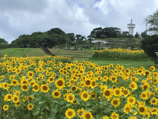 かのやバラ園のあじさいと向日葵を見てみよう 大隅半島 鹿屋 垂水 志布志 肝属 鹿児島県 の旅行記 ブログ By かよちゃんさん フォートラベル かのやバラ園のあじさいと向日葵を見てみよう 大隅半島 鹿屋 垂水 志布志 肝属 鹿児島県 の旅行記 ブログ By かよちゃんさん フォートラベル