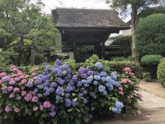 極楽寺の山門は、あじさいの名所です