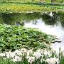 待ち焦がれた温泉へ　エクシブ湯河原離宮　見ごろの花しょうぶと鎌倉明月院ブルー