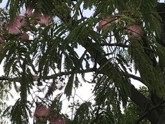 6月12日
南行徳公園のねむの木。満開。