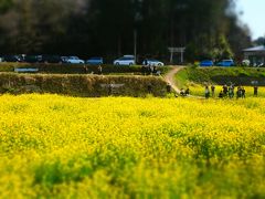 養老渓谷駅手前にある、石神の菜の花畑。
電車はここに差し掛かると速度を落とします。ちょうどここから電車を眺めた風景が一番有名なので、ご覧の通り多くの人たちが近くに車を停めて写真を撮りに来ていました。