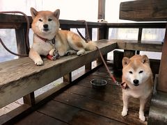 さてと、そろそろ帰るか。

とその前にせっかくなので、おいしい塩辛でも買って帰ろうと”食彩工房　箱根”さんへ。

もちろんお土産調達ともう一つの狙いは看板犬の風ちゃんと海ちゃんの柴わんこ建と遊ぶ事。