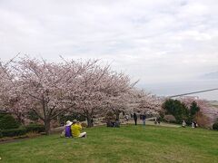 【手宮公園(小樽市)】
(入場無料)(駐車場無料)
石狩湾を望む高台にエゾヤマザクラやソメイヨシノなどが約700本もが咲く桜の名所。山の稜線が見える所は張碓地区。