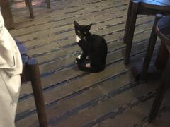 結局ドイツ村のビールはあきらめ、リゾートのグループ内、ぱいかじという屋台村で晩御飯。ねこさんがいらっしゃいました。観光客のおこぼれを狙い、机の周りをうろうろする子猫さん。しかし痩せてるなー。宮古島のねこだからか、大変スリム。本土のむっちりした猫さんとはちょっと違います。
