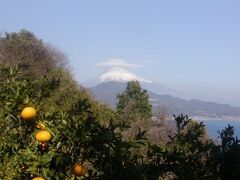 薩埵峠からの富士
幸い笠をかぶった富士
蜜柑は過ぎ、甘夏がたわわに