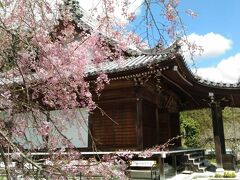 和歌山県唯一の関西花の寺２４番子安地蔵寺
桜の時期ですが、本来はフジで有名な寺