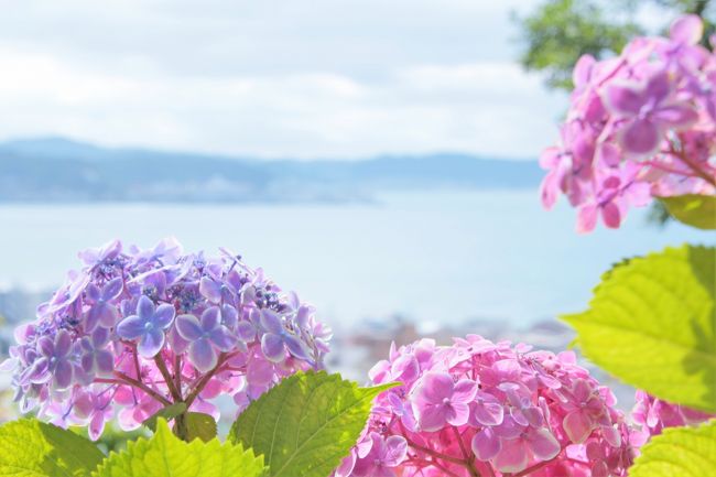 年 鎌倉紫陽花だより 海とも共演 虹色の長谷寺 鎌倉 神奈川県 の旅行記 ブログ By クッシーさん フォートラベル