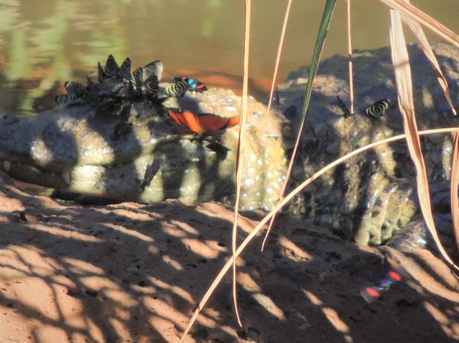 6月13日（木）【イグアスの滝】アルゼンチン側：野生動物（ワニ）<br />頭に蝶々か何かが止まっているようです。