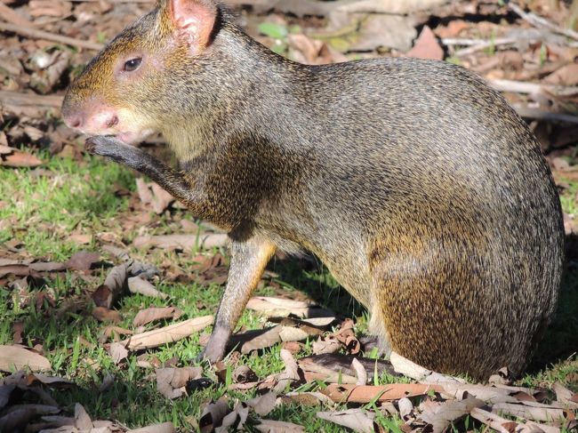 6月13日（木）【イグアスの滝】アルゼンチン側：野生動物