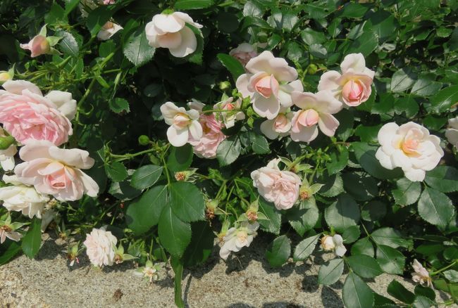 初夏 東山植物園のバラ 2 9 6月2日 2 マイナーフェアー ラ セビリアーナ ゴールデン ボーダー ラブリー メイアン 名古屋 愛知県 の旅行記 ブログ By 旅人のくまさんさん フォートラベル