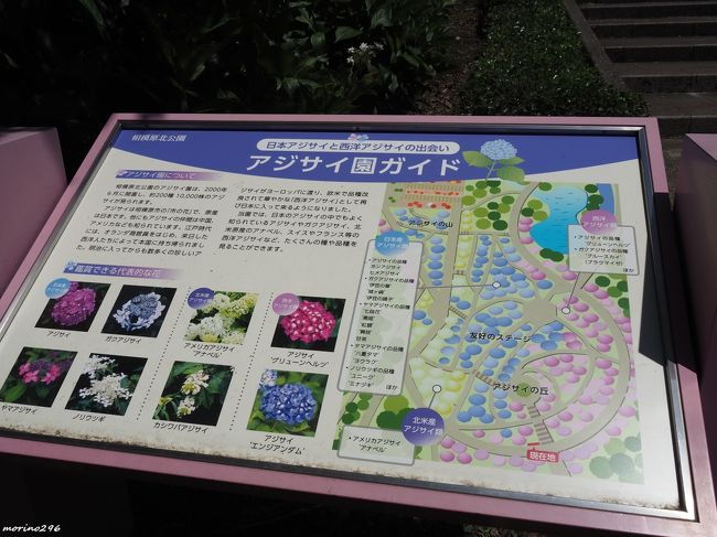 アナベルの白い花が輝くアジサイ園 相模原北公園 相模原 神奈川県 の旅行記 ブログ By Morino296さん フォートラベル